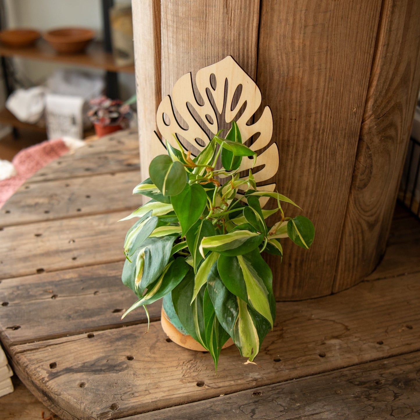 Still Magnolia plant trellis featuring a decorative Monstera leaf design, ideal for supporting climbing plants indoors or outdoors.