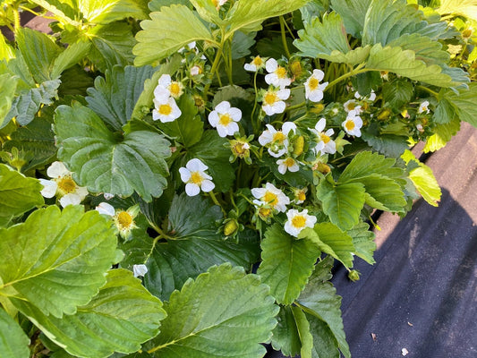 Jewel strawberry plants with green leaves and white flowers, healthy and vibrant, from The Farm On Central.
