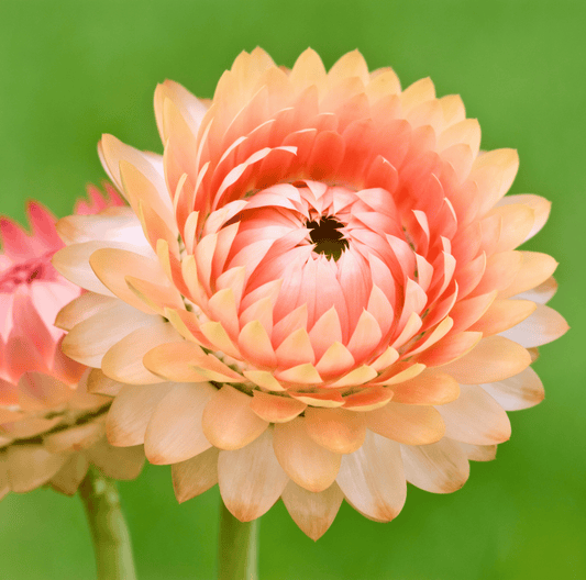 Apricot Peach Strawflower seeds from Southern Seeds, showing a seed packet with colorful strawflower blossoms and 25 seed packets