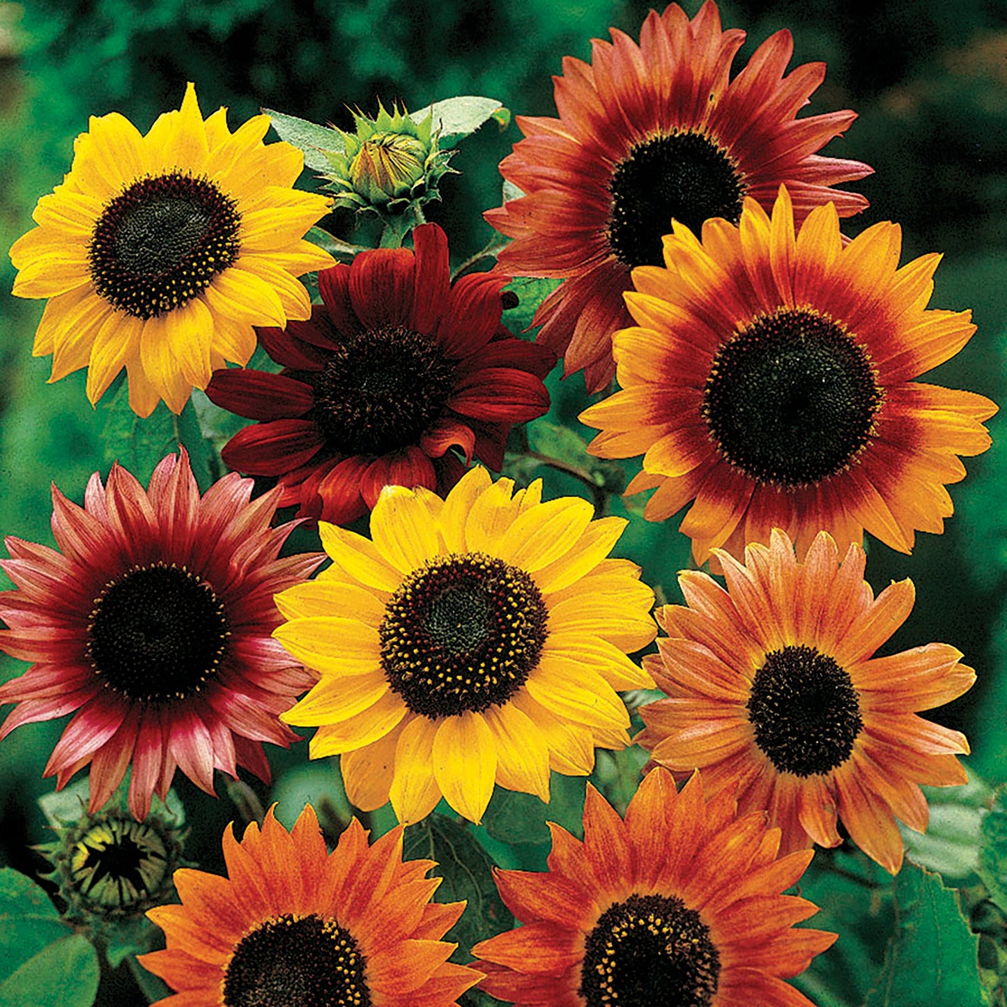Mixed Sunflower - Blessings Grow Meadows