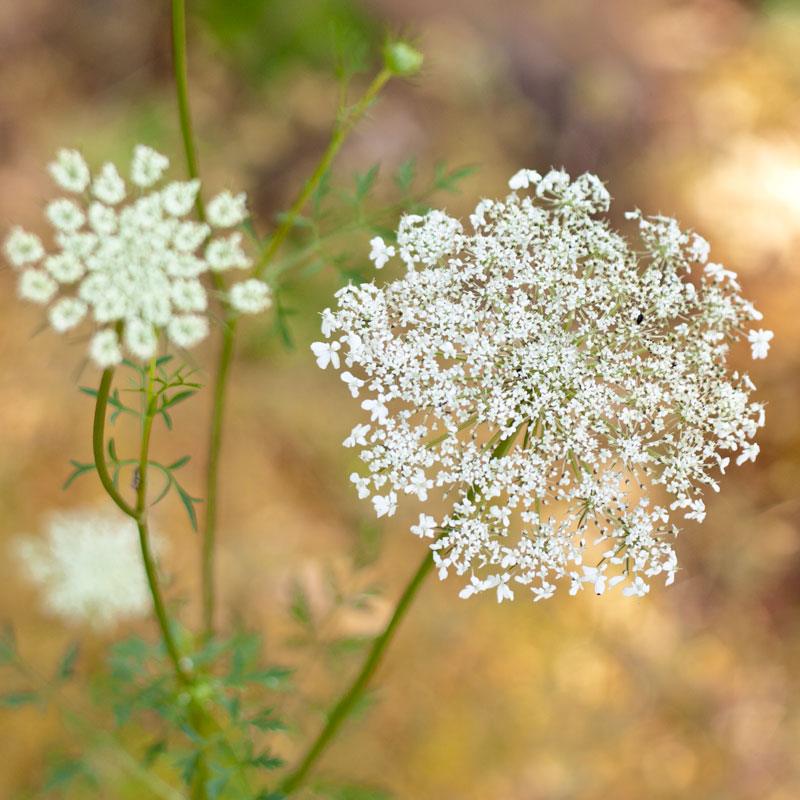 Pack of Grow Organic Queen Anne's Lace flower seeds, showing vibrant wildflower seeds in a natural seed pack.