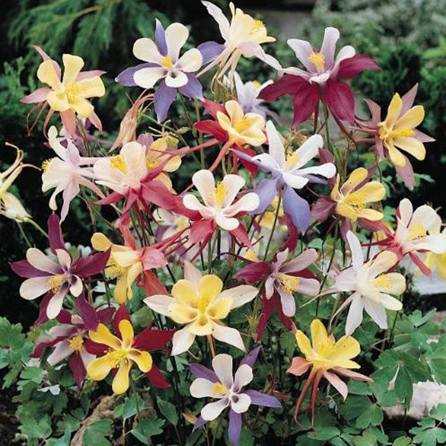 Grow Organic Columbine "McKana's Giant Mix" flower seed pack showing colorful seed packet with vibrant flower illustrations.
