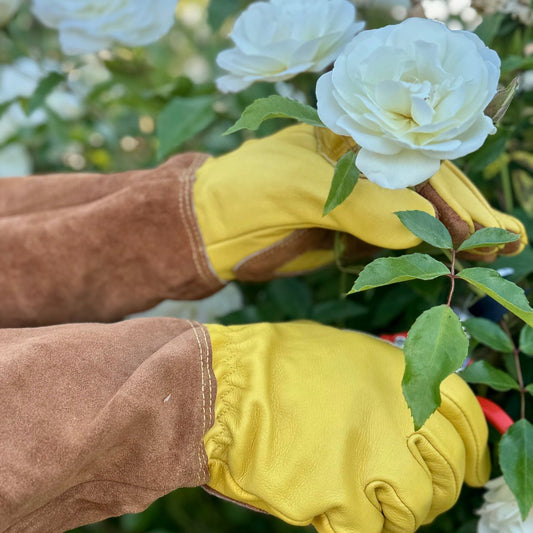 Rose Gardener Gift Box with garden tool belt, rose gloves, belt, and pruners from The Celtic Farm.