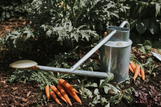 Galvanized two-gallon watering can from The Celtic Farm's Warley Fall collection with a sturdy handle and spout.