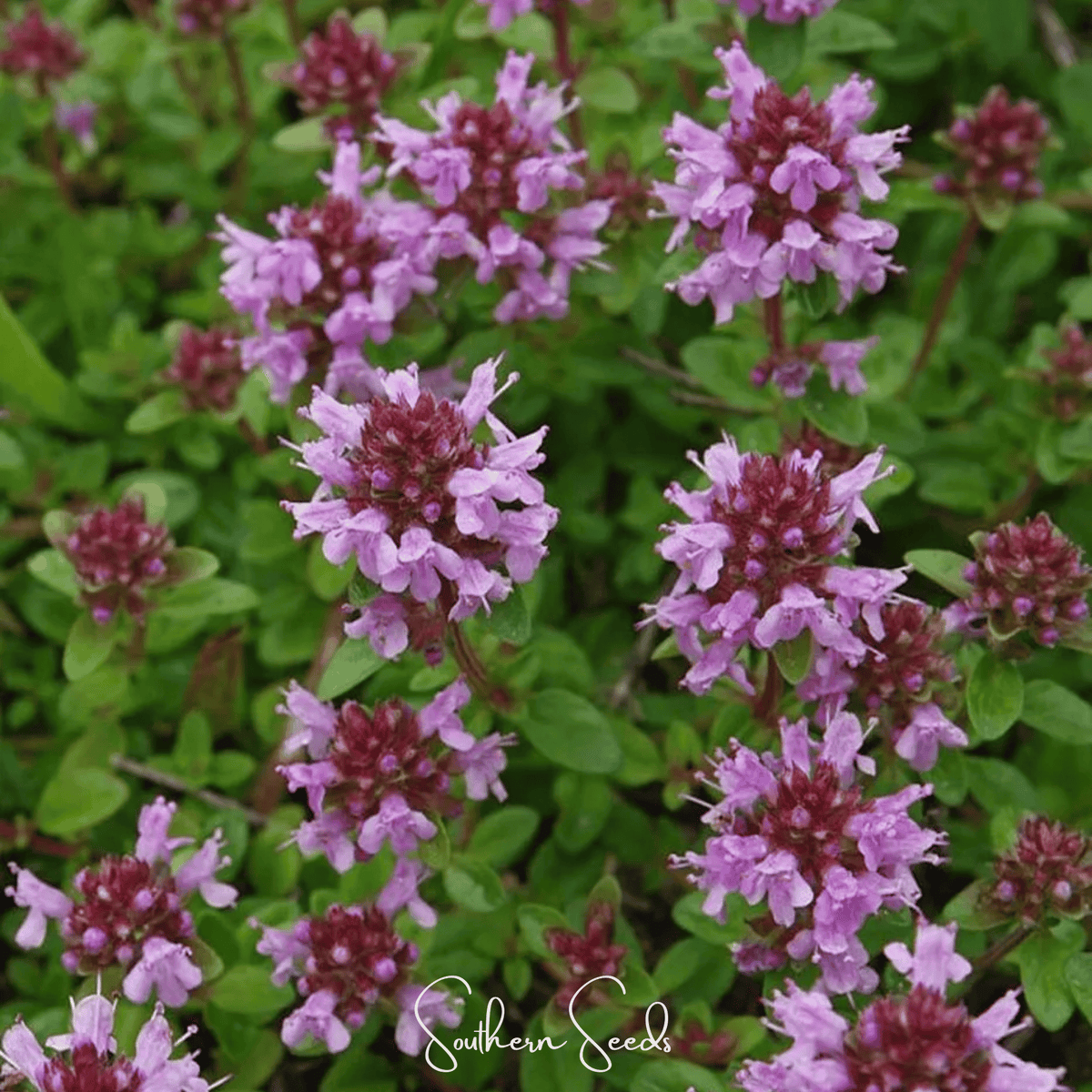 Lemon Thyme seeds from Southern Seeds, small green seeds for planting Lemon Thyme herb in gardens or containers.