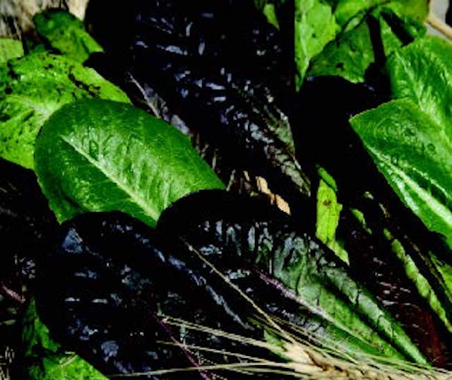 Tricolor Romaine Lettuce Blend Seeds - Blessings Grow Meadows