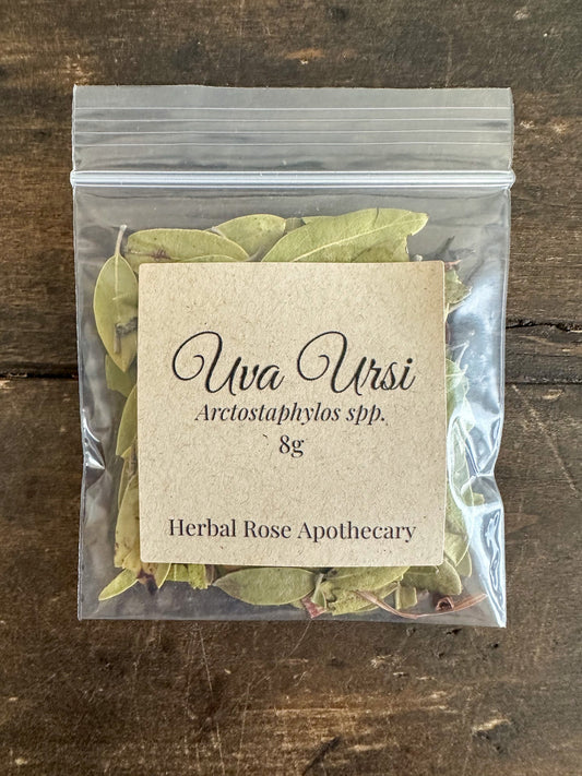 Dried Uva Ursi herbal leaves in a small jar, used for natural herbal remedies by herbalroseapothecary.