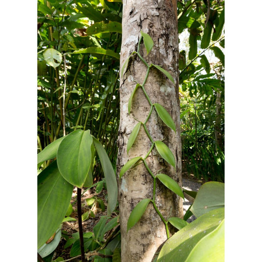 Vanilla Bean Orchid plant (Vanilla planifolia) from Everglades Farm, a tropical climbing vine used for gourmet vanilla beans.