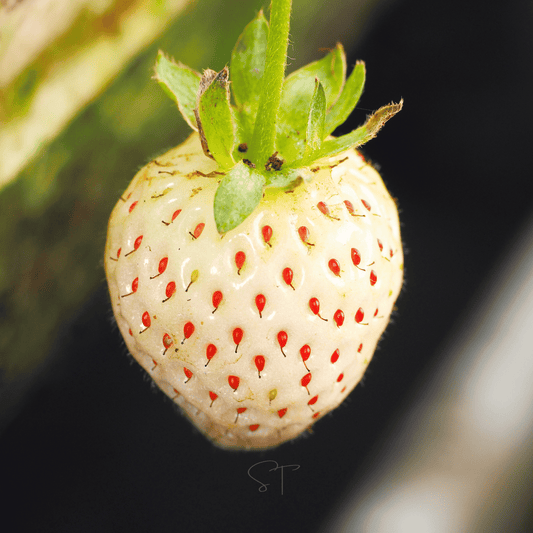 White Soul Strawberry seed packet by Southern Seeds featuring 100 strawberry seeds in a white packet.