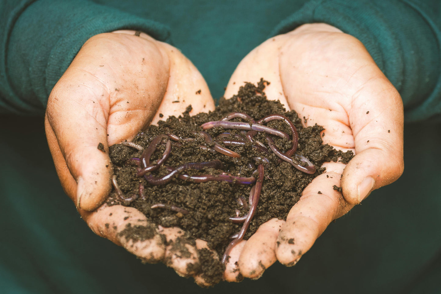 A pair of cupped hands holds dark soil teeming with Living Material + Red Wiggler Composting Worms Eisenia andrei from Memes Worms, highlighting healthy, fertile ground perfect for vermiculture.
