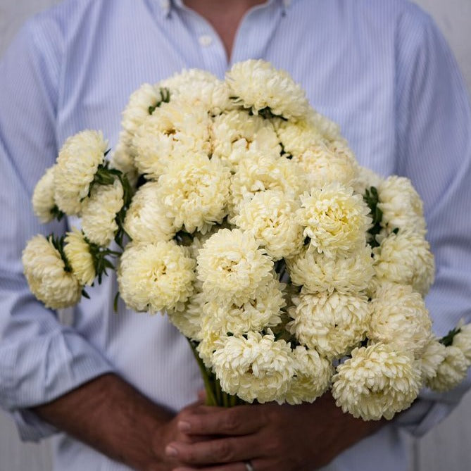 Yellow Aster - Blessings Grow Meadows
