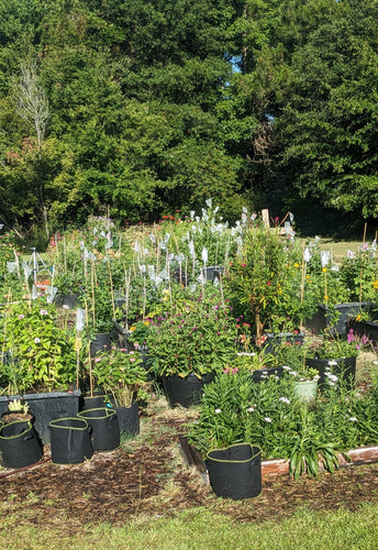 Our raised beds garden in Metter Georgia near Savannah with fresh flowers