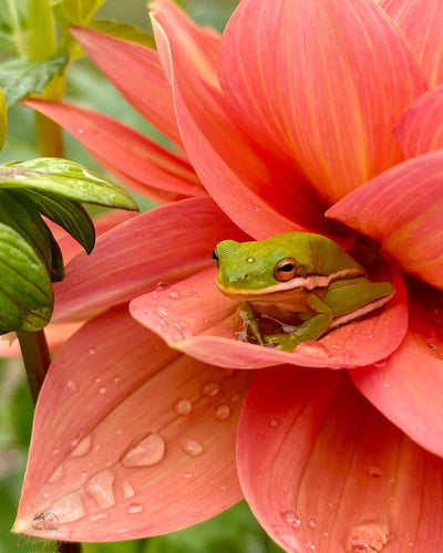 Frog on a dahlia 