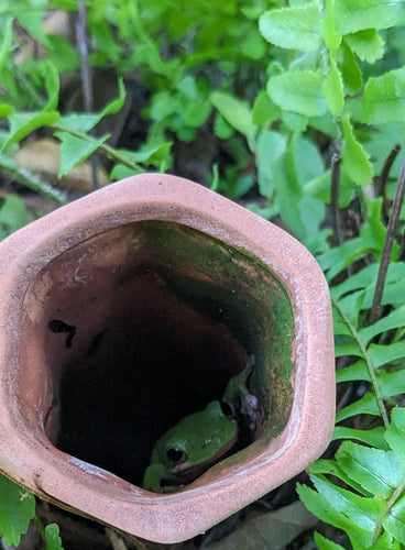 Lizard in natural top gardening trends