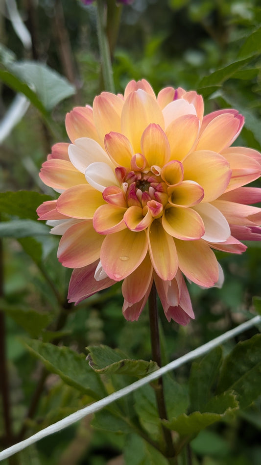 Double Jill Dahlia 