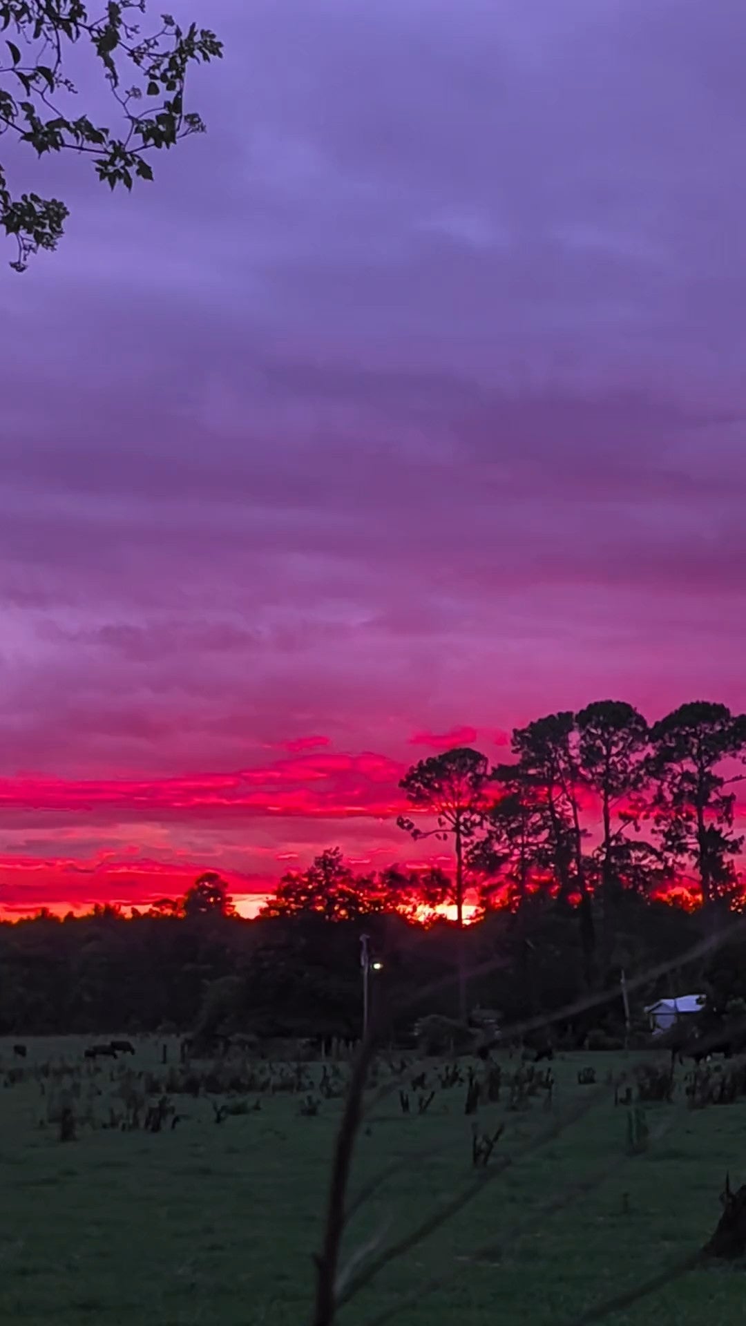Pure Georgia Sunset 