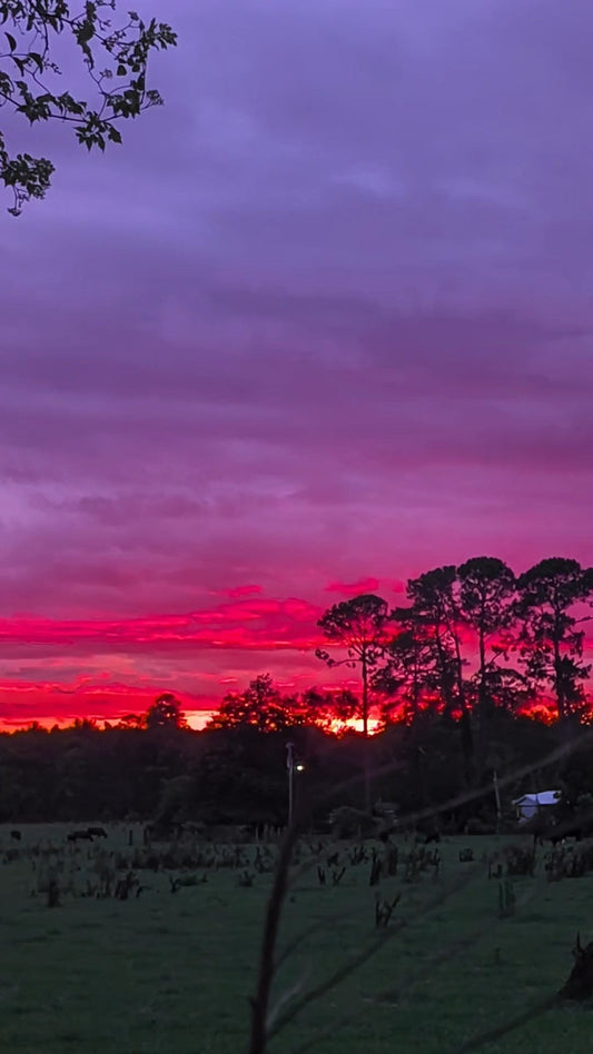 Pure Georgia Sunset 