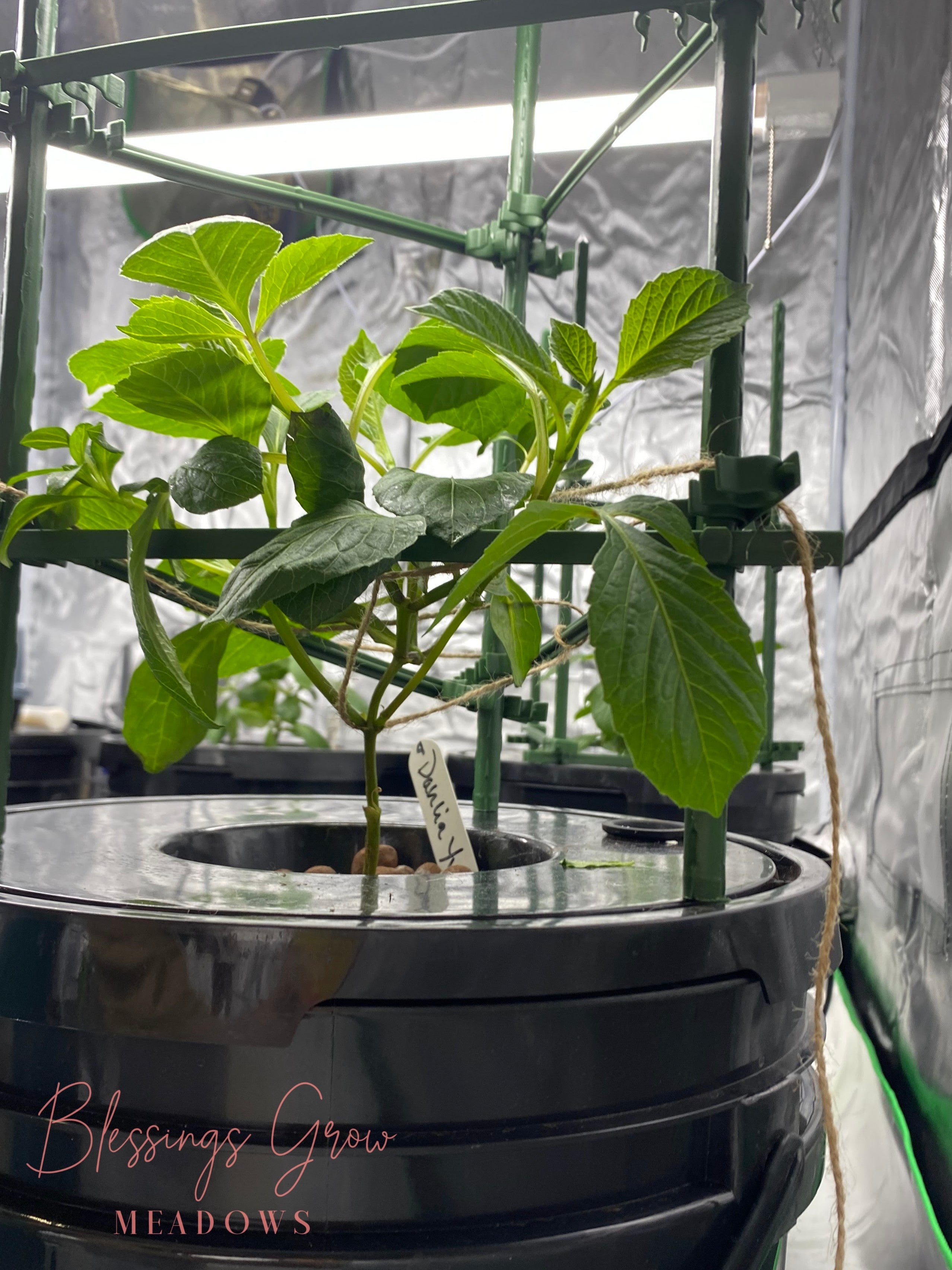 A dahlia shown in support in a deep water hydroponics bucket