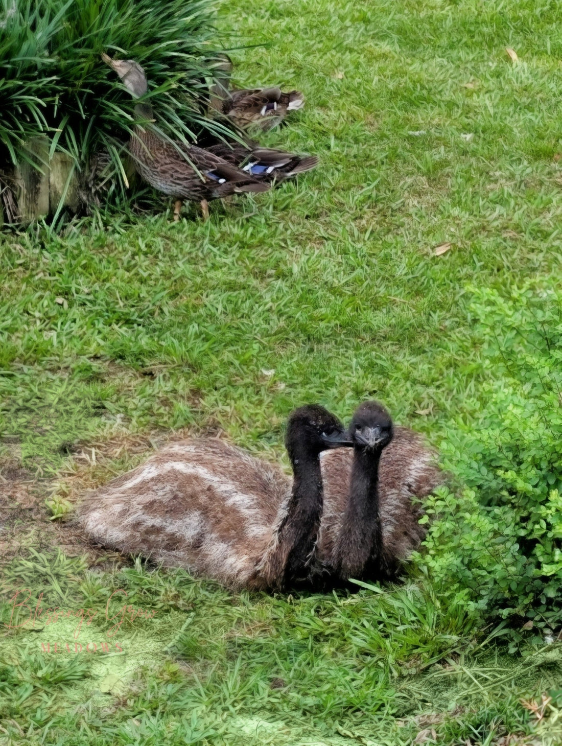 Emus sitting in the grass at Blessings Grow with ducks in the background