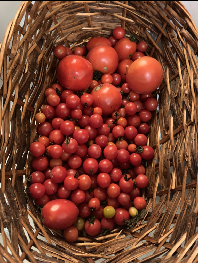 Rattan basket filled with juicy, ripe tomatoes 