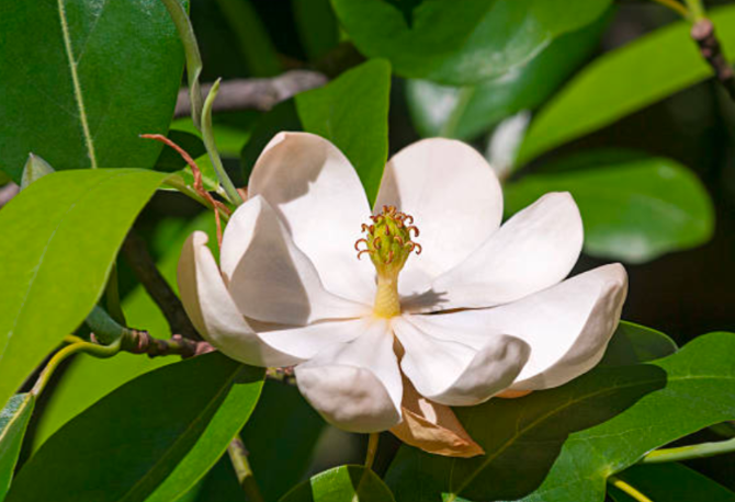Sweet Bay Magnolia