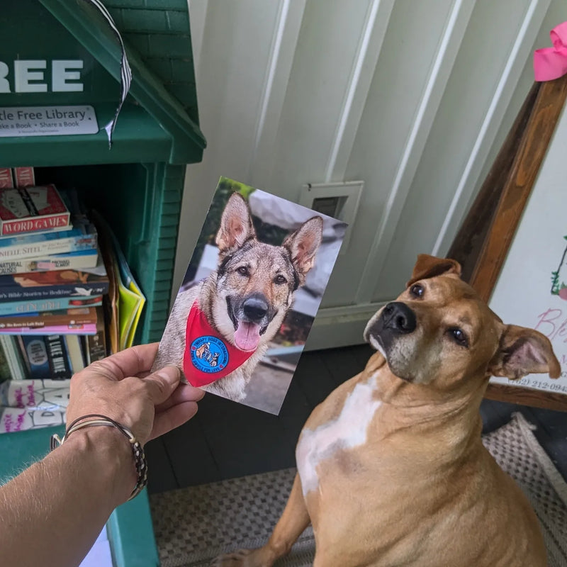 Sonic our dog pictures with our little free library