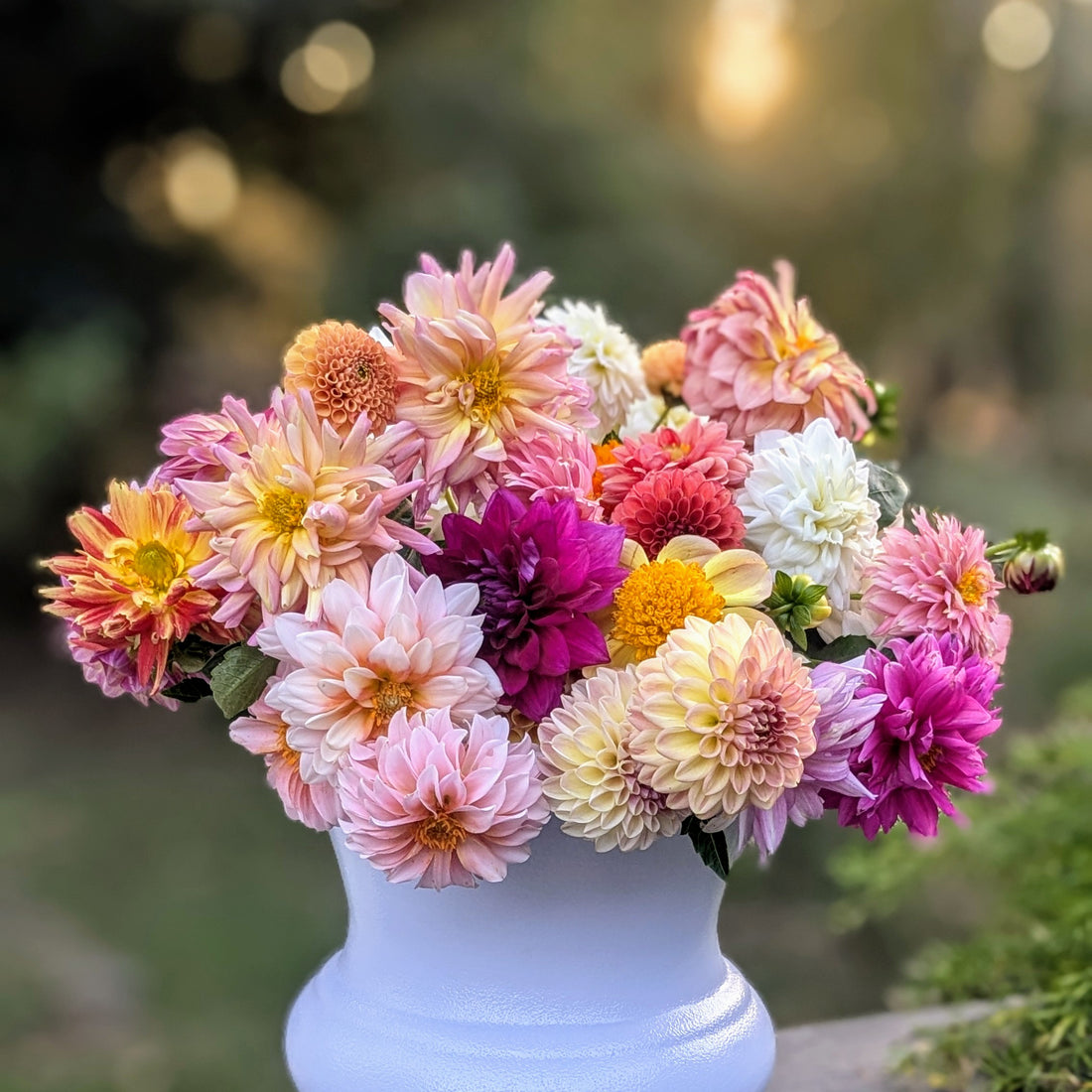 Quick Tips for Dahlia Care