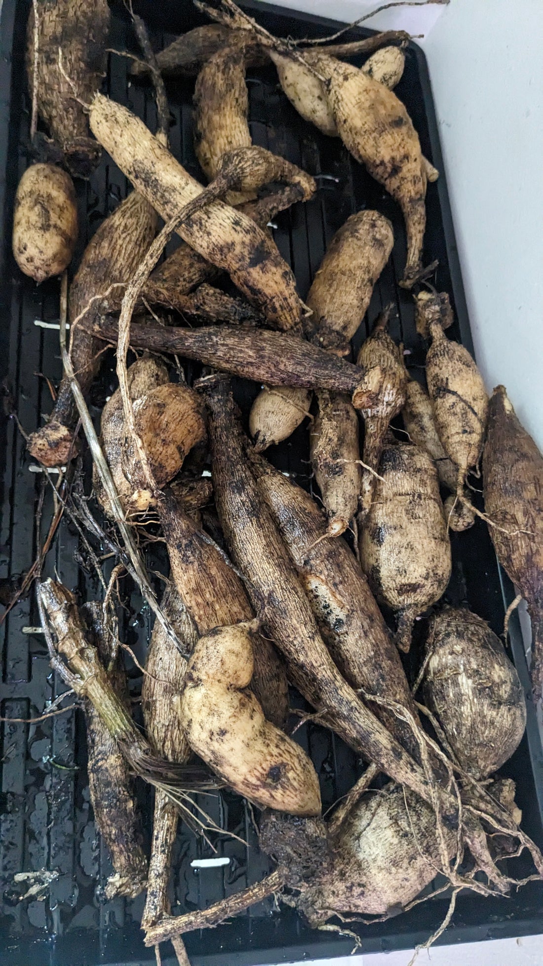 Dahlia Tubers