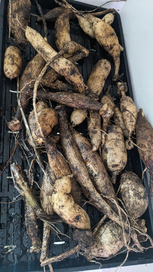 Dahlia Tubers