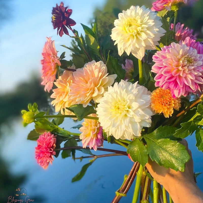 Handful of beautiful dahlia flowers by a pond at blessings Grow Meadows 