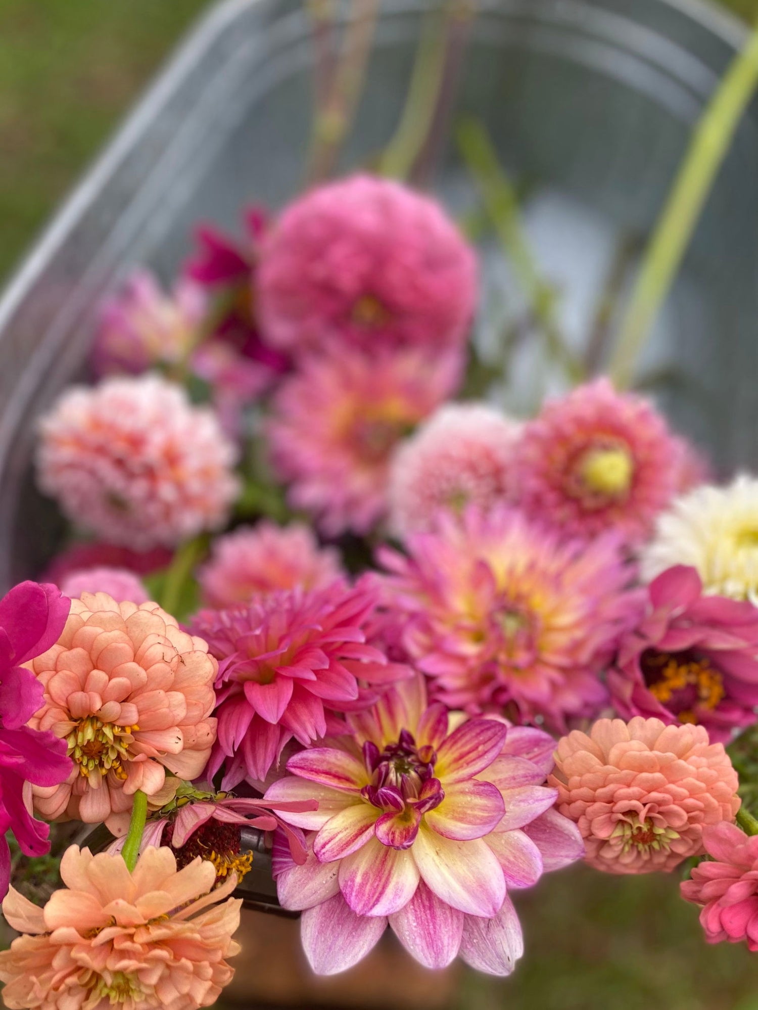 Dahlias - Blessings Grow Meadows