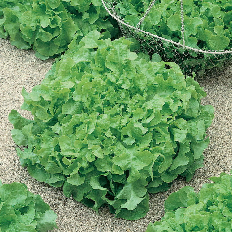 Lettuce & Greens Seed - Blessings Grow Meadows