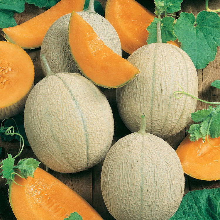 Melon, Cuces & Squash Seed - Blessings Grow Meadows