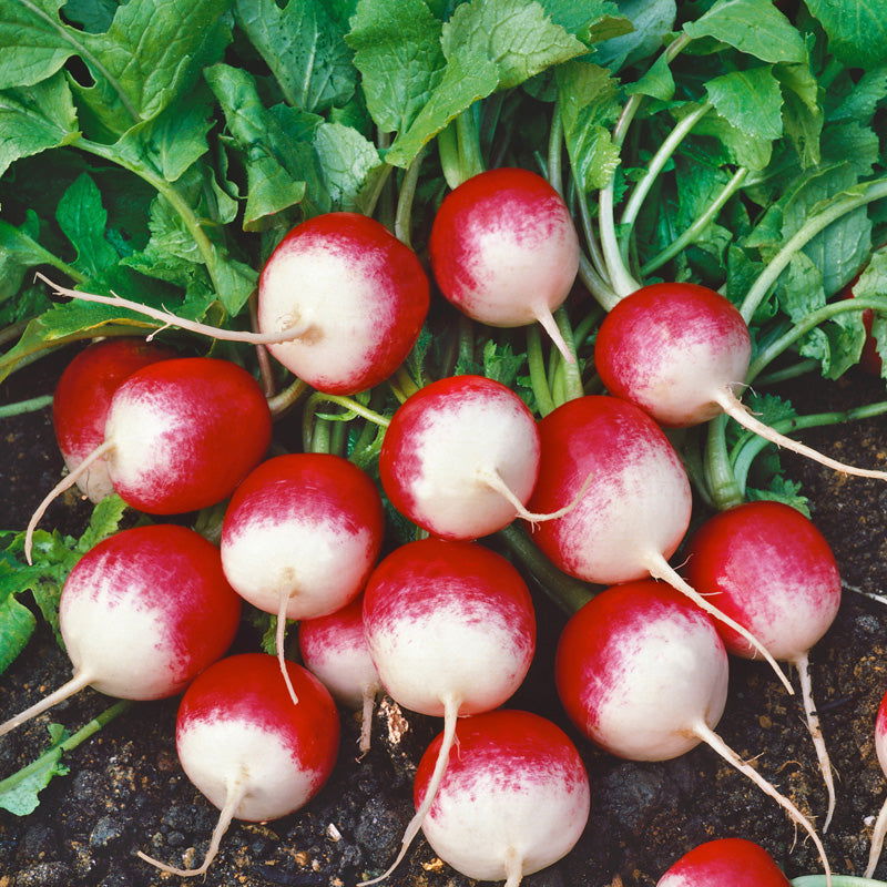 Radish Seeds