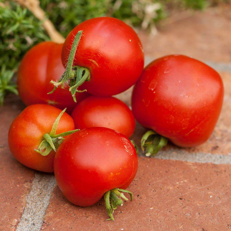 Tomato Seeds