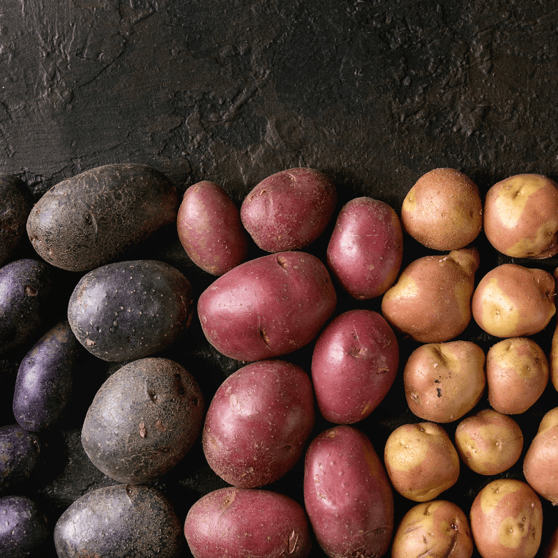 Organic Rainbow Mix seed potatoes from Grow Organic, colorful potato variety for planting and home gardening.