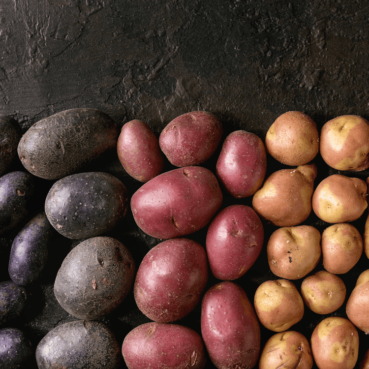 Organic Rainbow Mix seed potatoes from Grow Organic, colorful potato variety for planting and home gardening.