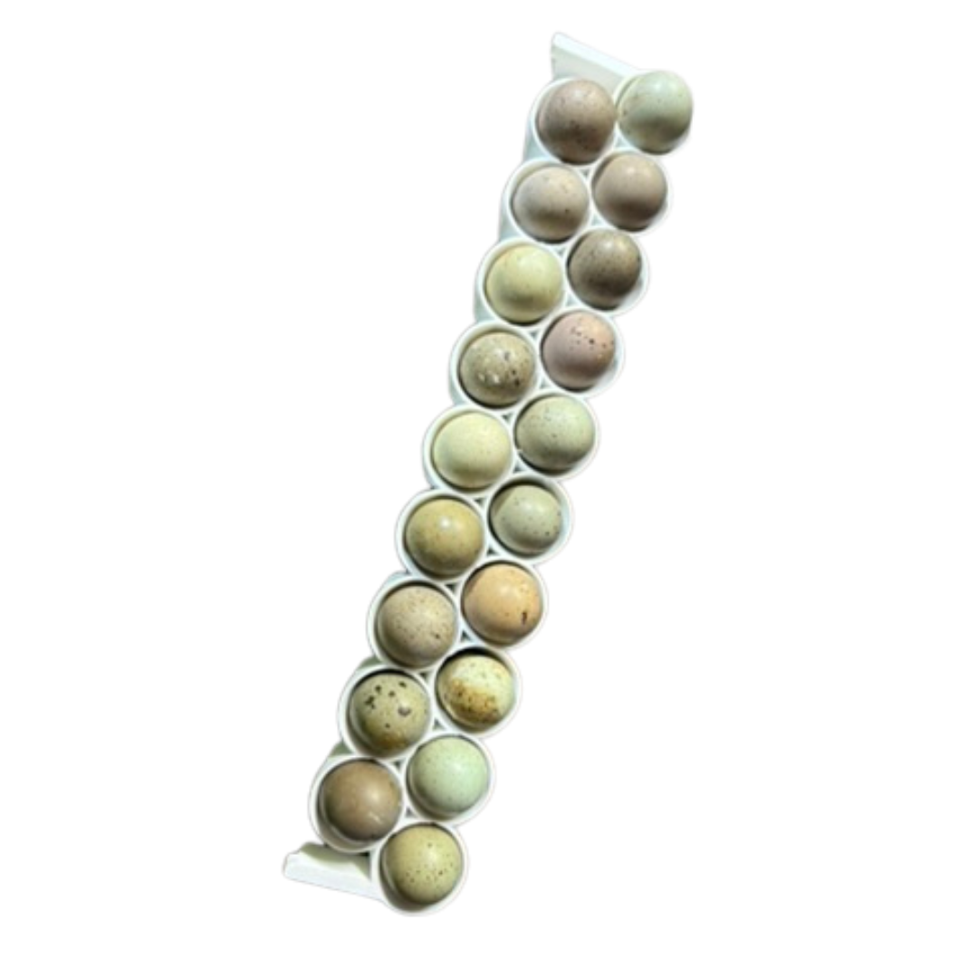 Standard and button quail egg rails for Cimuka® and Hatching Time® CT-Series incubators, suitable for quail egg incubation.