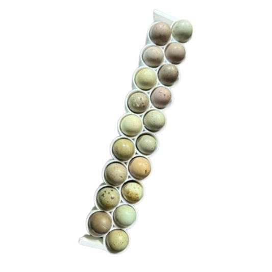 Standard and button quail egg rails for Cimuka® and Hatching Time® CT-Series incubators, suitable for quail egg incubation.