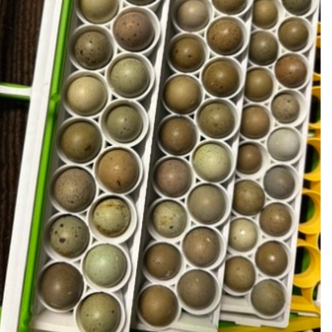 Standard and button quail egg rails for Cimuka and Hatching Time incubators by Quailz.com, designed for efficient egg incubation.