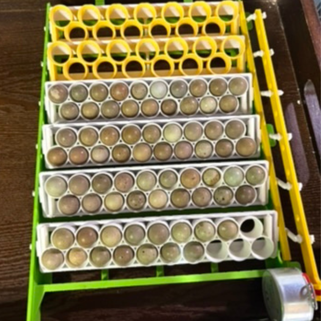 Standard and button quail egg rails for Cimuka and Hatching Time CT-series incubators by Quailz.com, designed for efficient egg incubation.