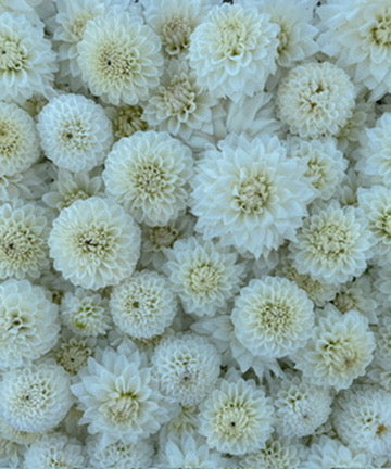 Dahlia Tuber Mix-White Wedding-10 Tubers
