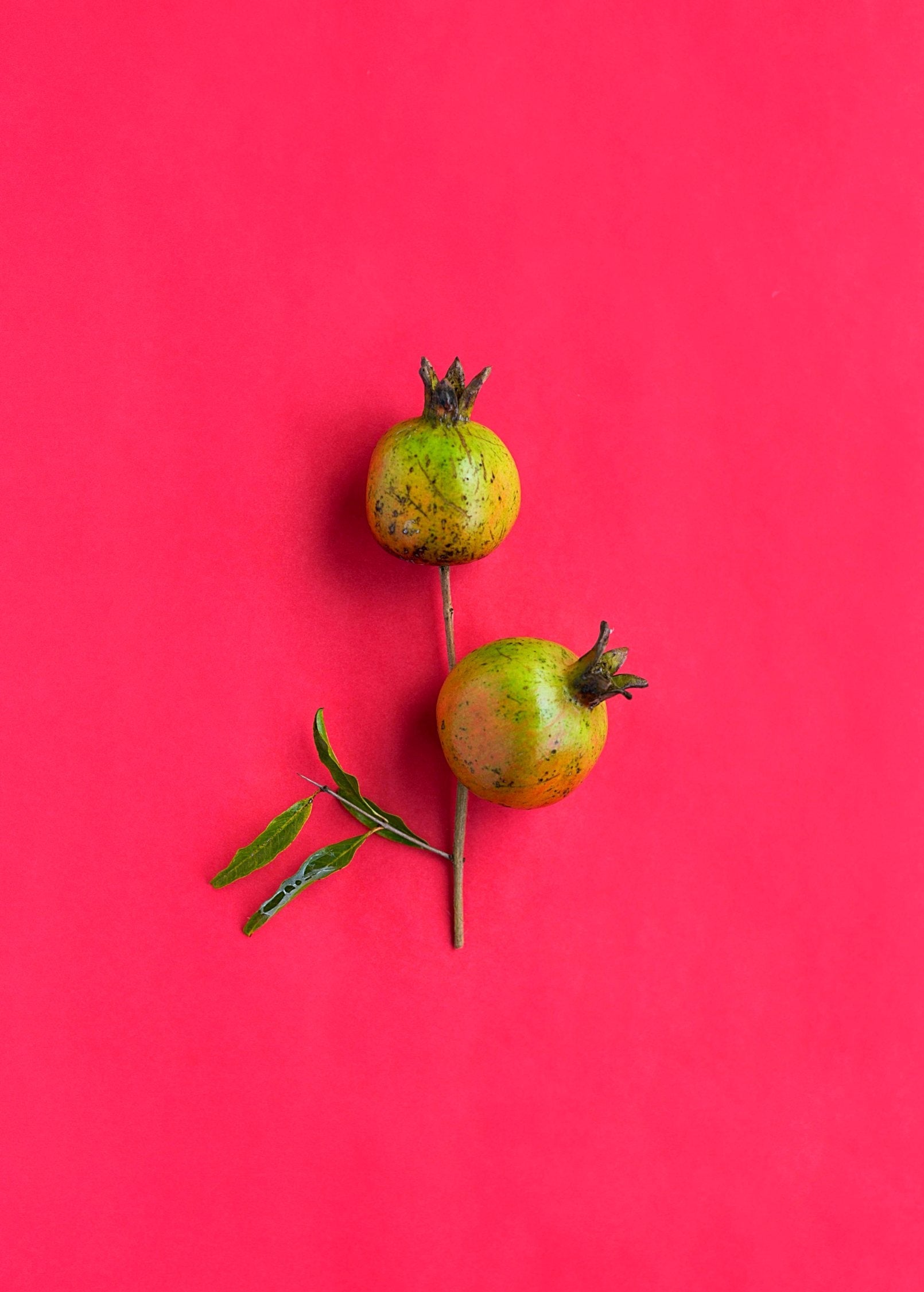 Pomegranate 'Vietnamese Pink' tropical fruit tree by Sow Exotic with lush green foliage and flowering blossoms.