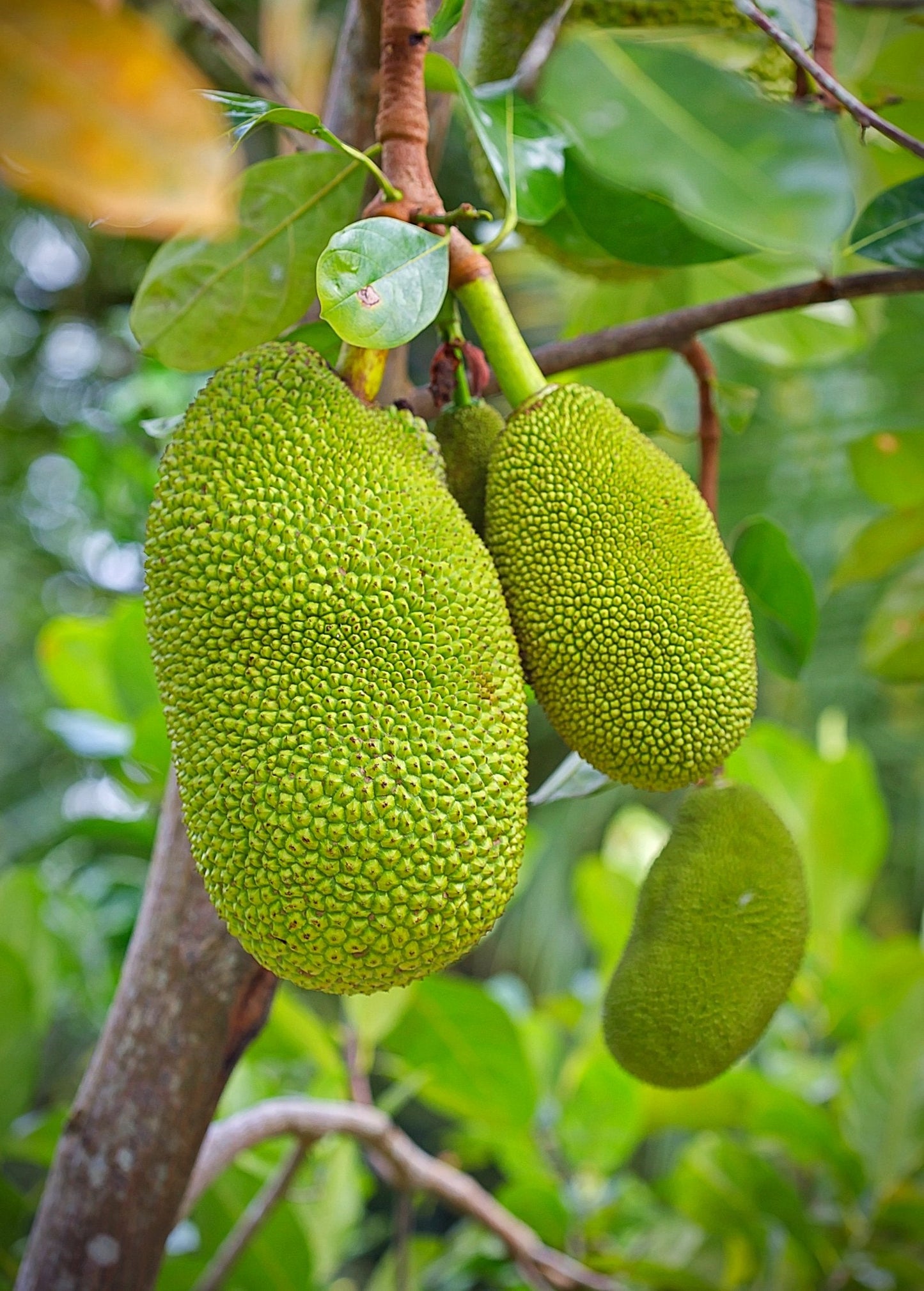 Jackfruit 'Black Gold' tropical fruit tree by Sow Exotic with lush green foliage and developing fruit on the branches.