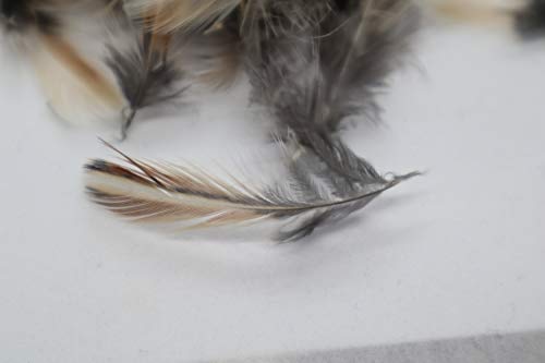Quail rooster feathers for fly-fishing and craft projects, natural quail feathers with detailed feather patterning.