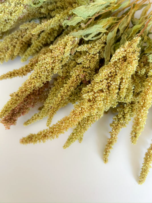 Dried amaranth pistachio SMFF flowers by Sunny Meadows Flower Farm, showcasing vibrant dried amaranth with pistachio-colored accents.