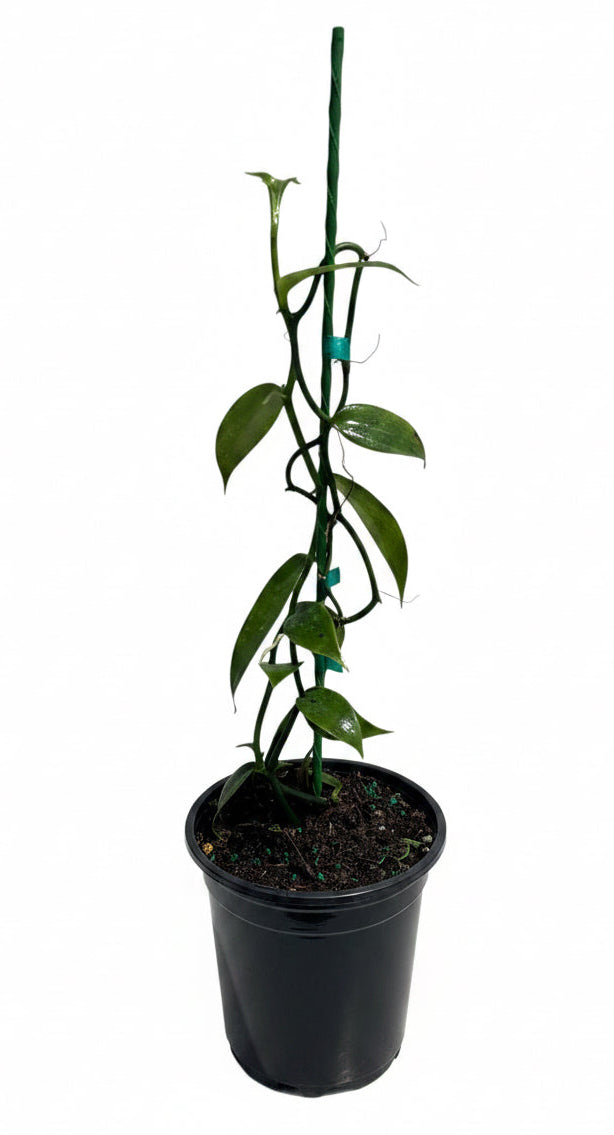 Vanilla Bean Orchid | Vanilla planifolia | Tropical Climbing Vine for Gourmet Vanilla Beans