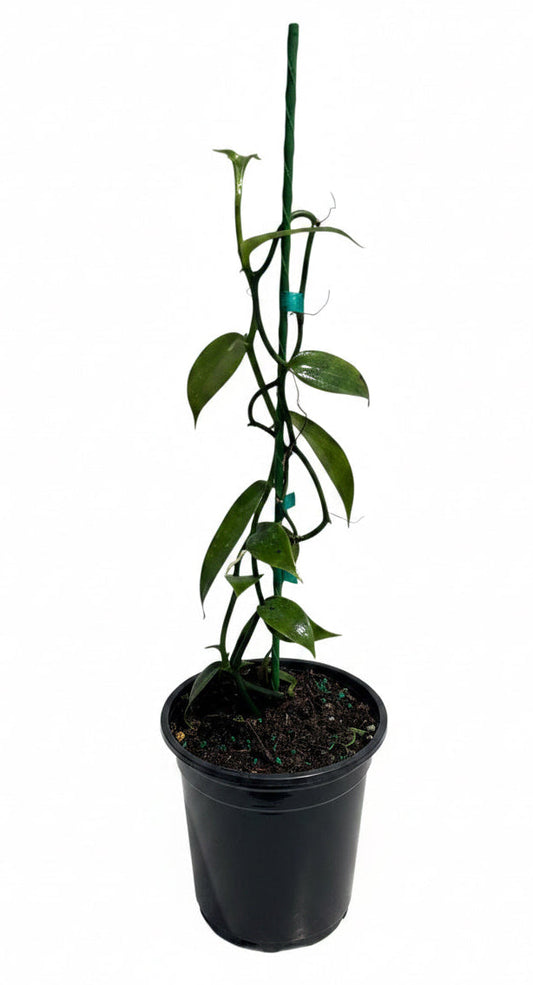 Vanilla Bean Orchid (Vanilla planifolia) tropical climbing vine with green leaves and vanilla bean pods, grown by Everglades Farm.