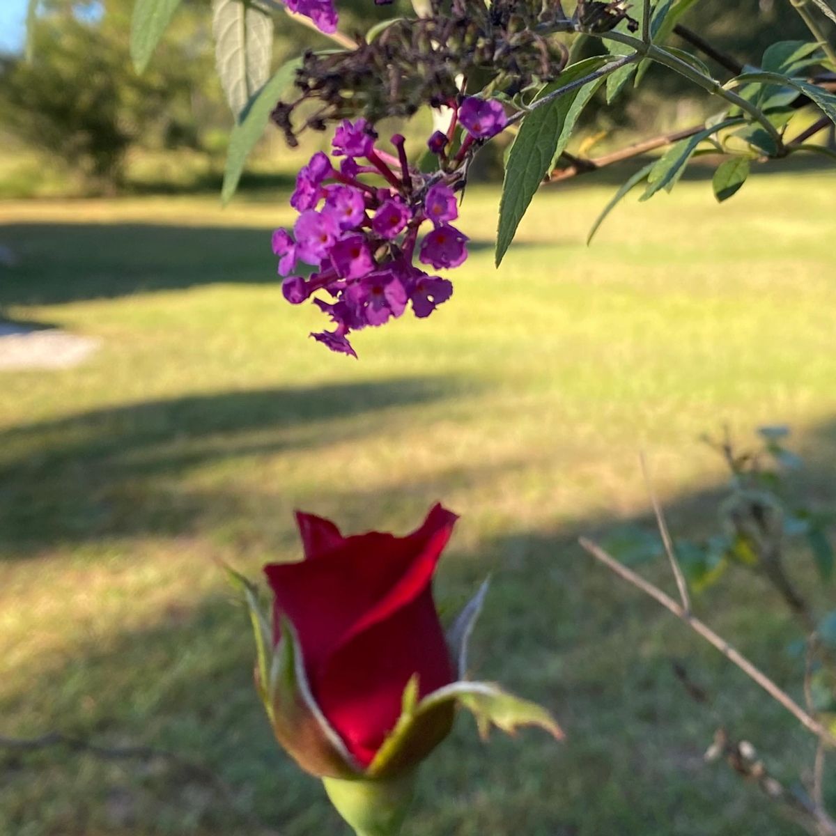 A red rosebud in the foreground and small purple flowers above it with green leaves. The background features a sunlit grassy area and trees.
