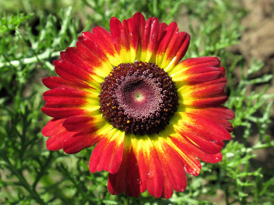 100 GERMAN FLAG DAISY Chrysanthemum Carinatum Tricolor Painted Red Yellow Black Flower Seeds - Blessings Grow Meadows -